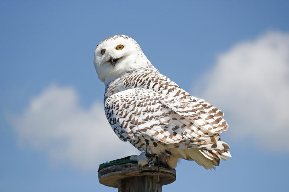 Cute and beautiful, white and black Hedwig on the construction, under the blue sky with clouds