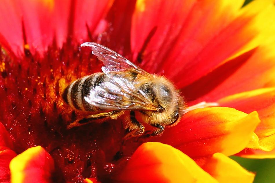 the big bee in the flower