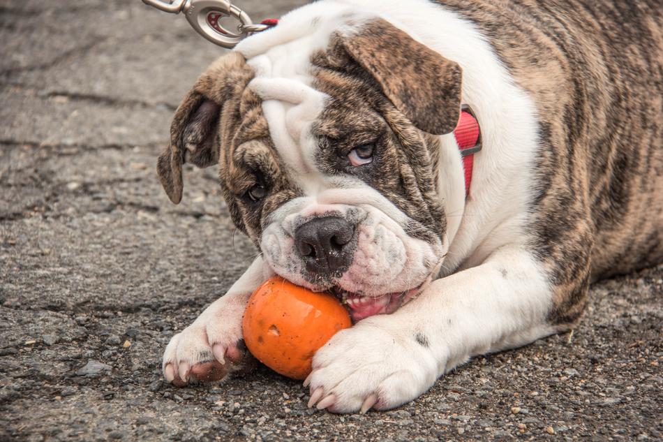English Bulldog Dog with Pumpkin