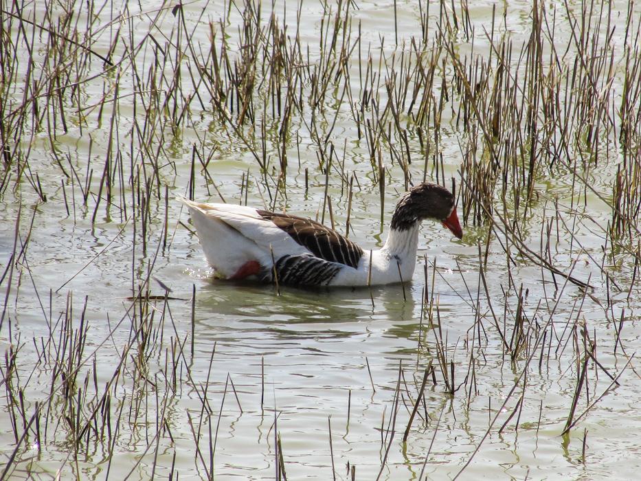 wild duck in thickets in water