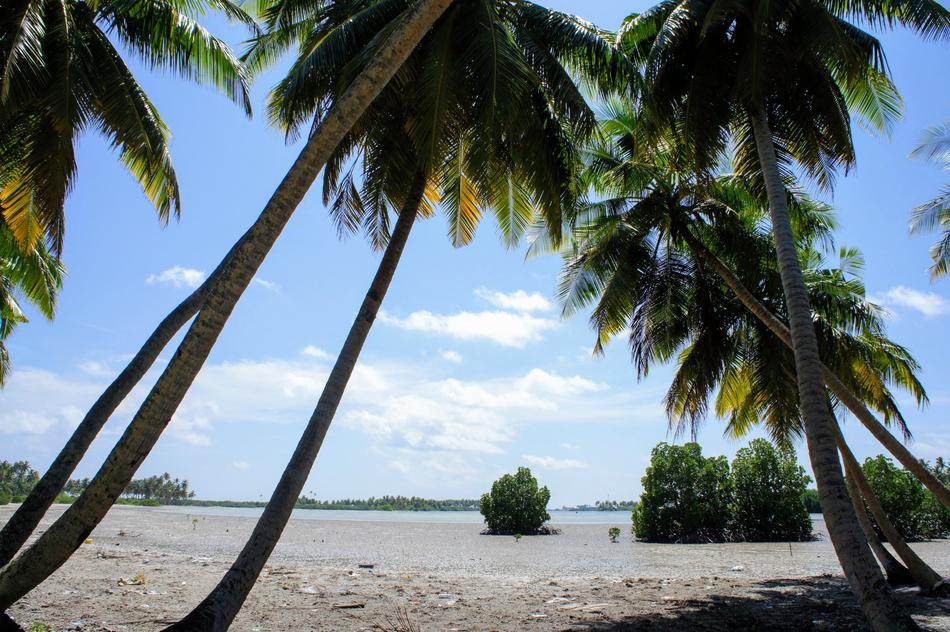 palm trees beautiful water ocean