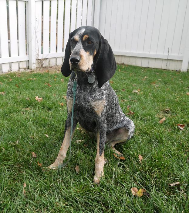 Bluetick Coonhound Dog on the grass close-up
