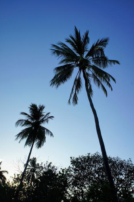 palm trees ocean beautiful view