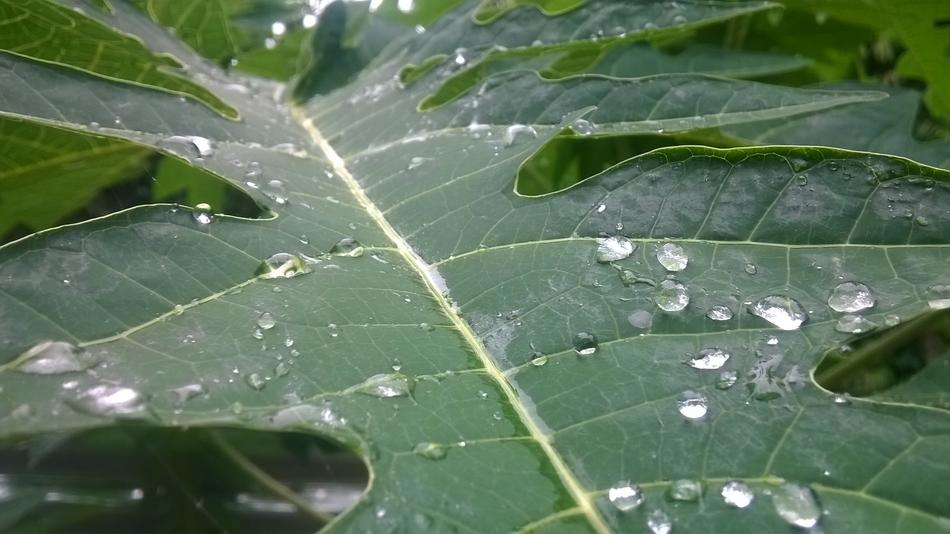 drops water green leaf