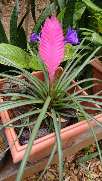 pink leaf pot green