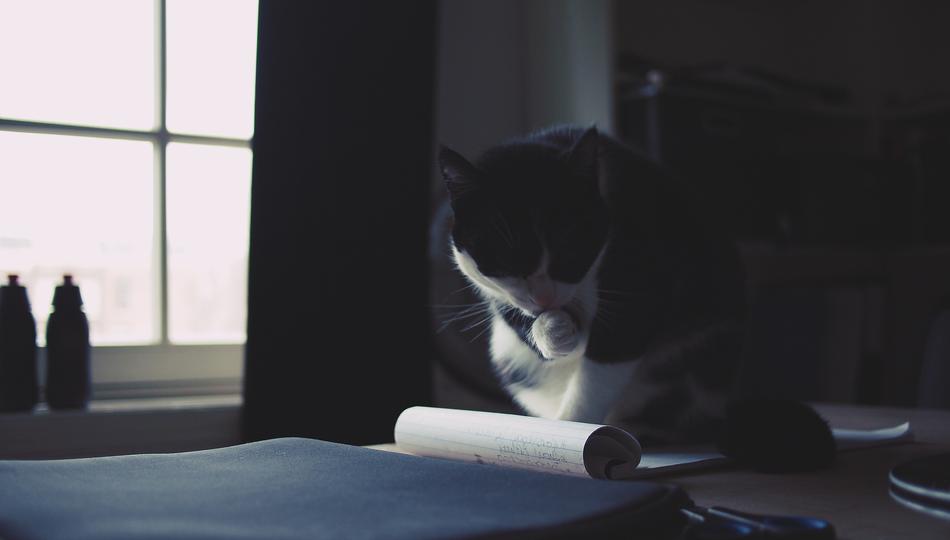 cat paper desk