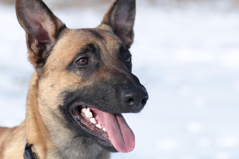 Dog Sheepdog German