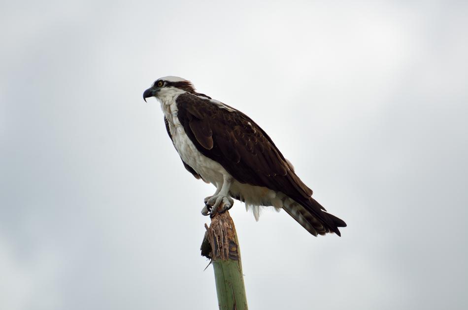 eagle sit pole