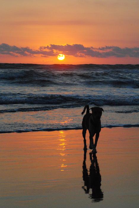 Dog on Beach at Sunset view
