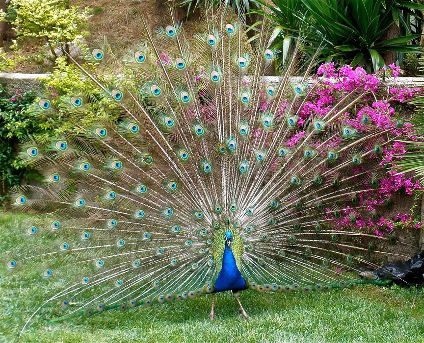 Beautiful and colorful peacock with open feathers, on the green grass, near the plants