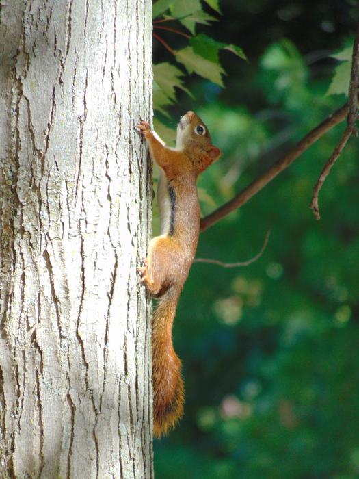 tree squirrel green