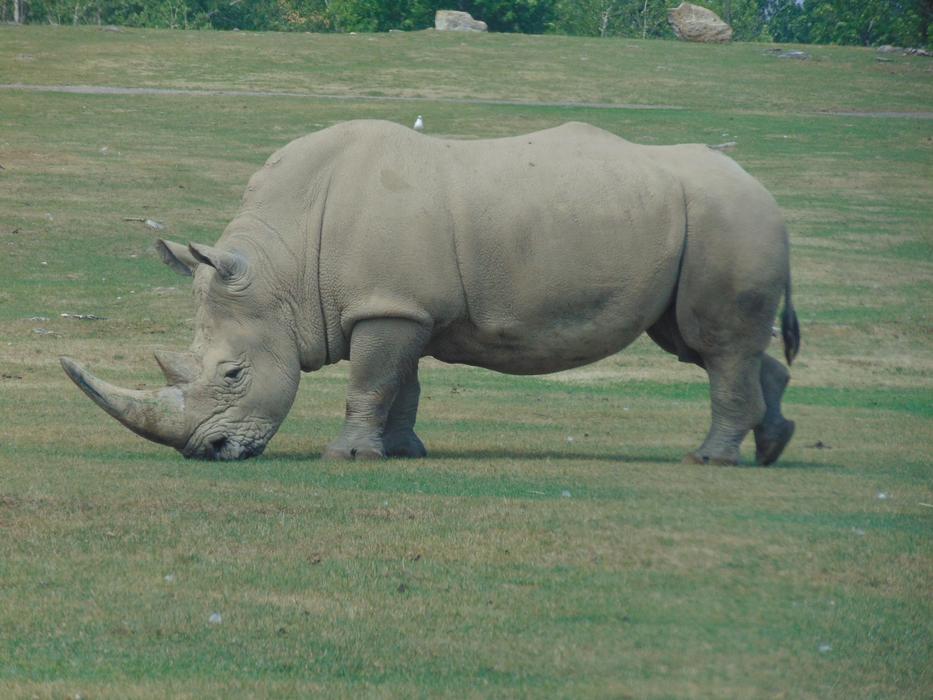 rhinoceros on green grass