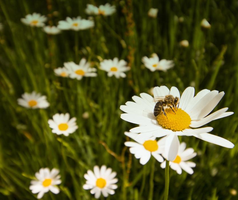 white chamomile green