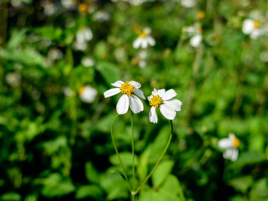 green chamomile white beautiful