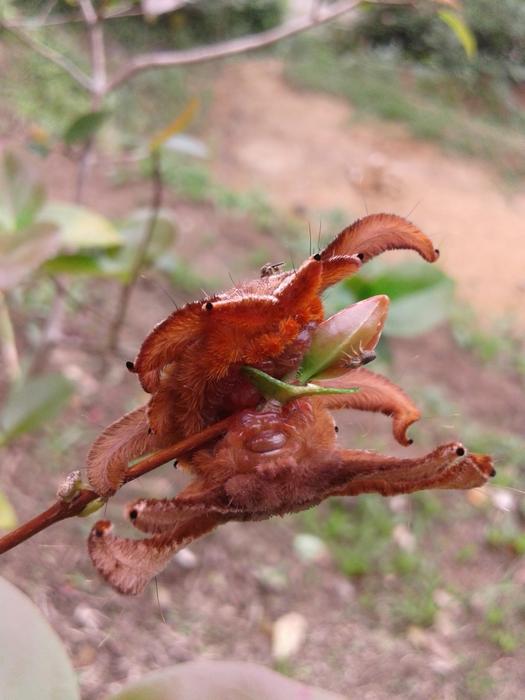 Close-up of the colorful bug, on the branch, among the colorful plants