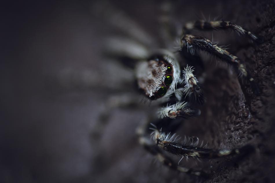 macro view of Creepy Animal Insect