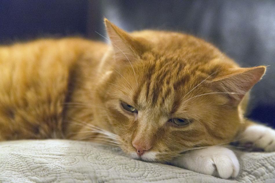 ginger fluffy cat sleeping