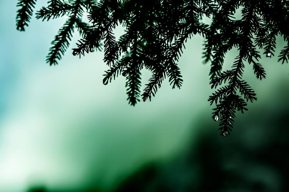 green turkey drop trees