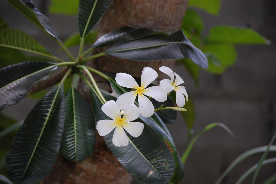 little white garden