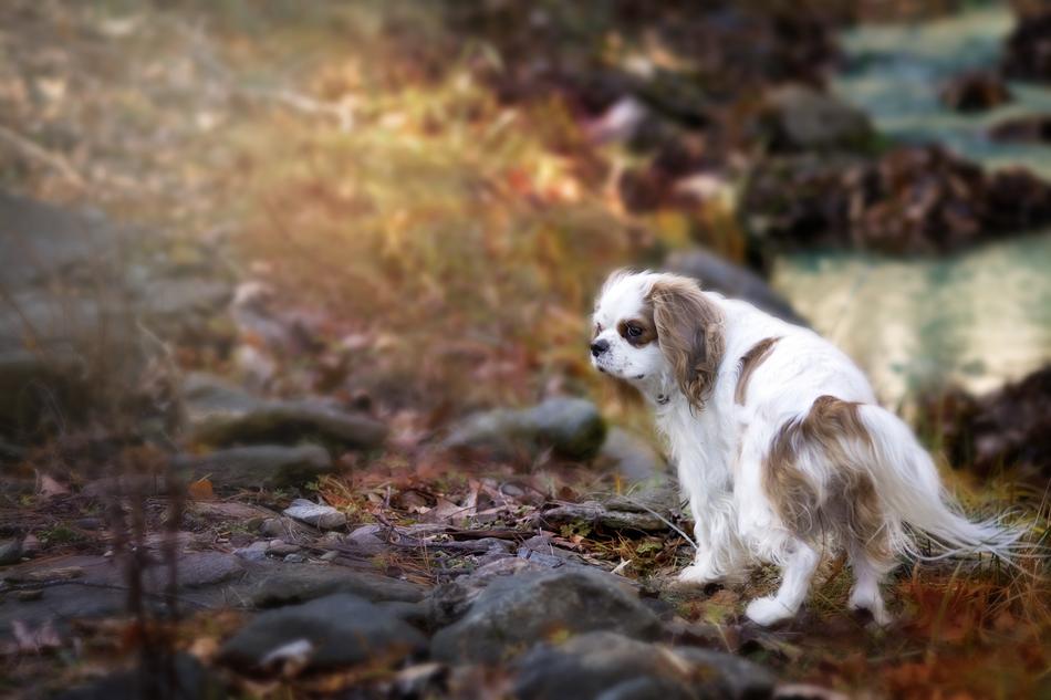 Beautiful, white and brown, fluffy Cavalier dog walking on the rocks and colorful leaves