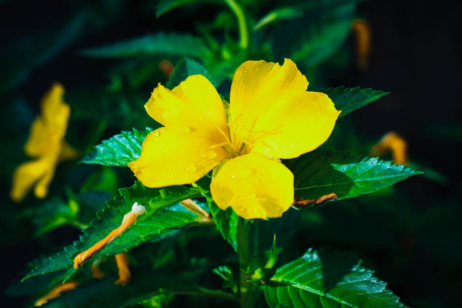 yellow flower garden beautiful