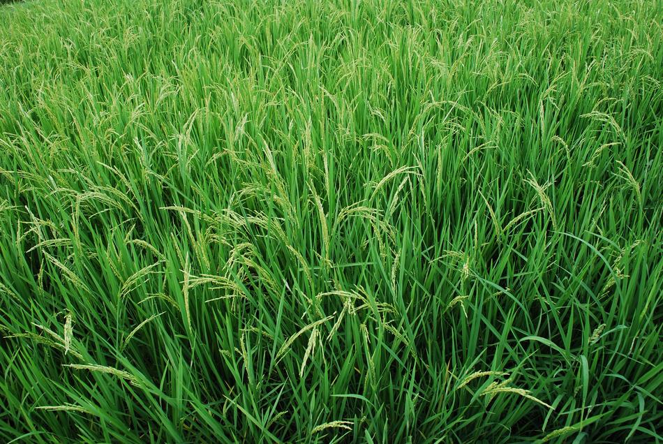 fresh spring grass