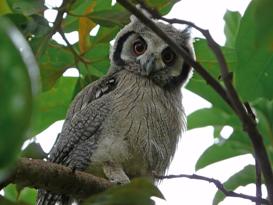 Scops Owl Bird