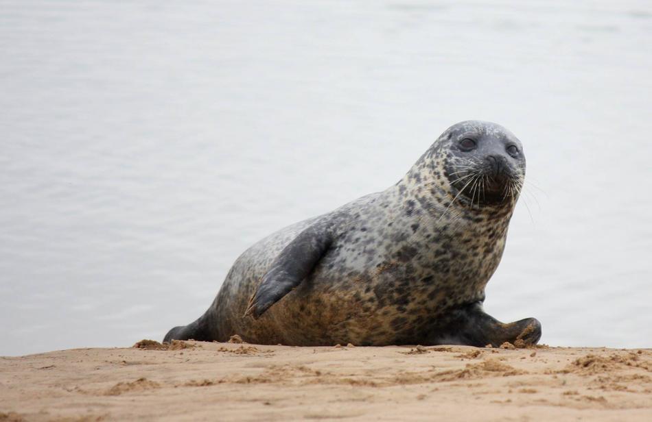 Seal Beach Wildlife