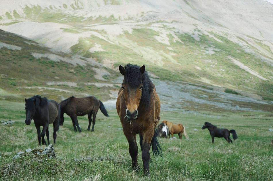 horses in a pasture in the mountains