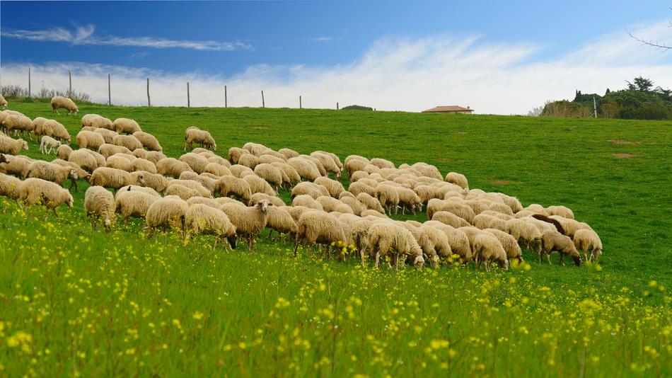 rams white green grass
