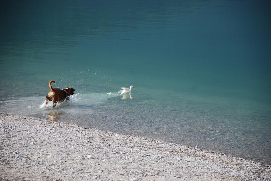 Boxer Dog by the Lake