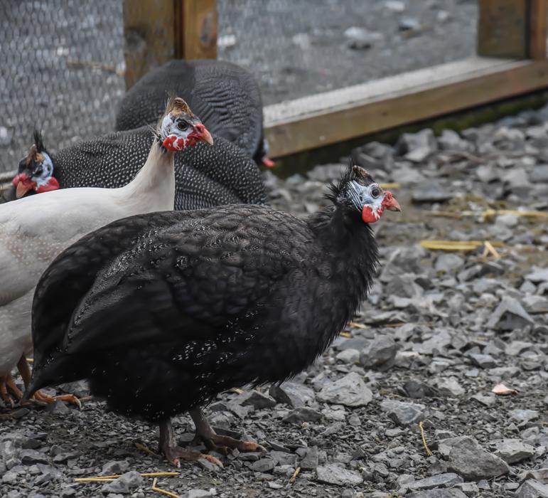 Chicken Farm Birds