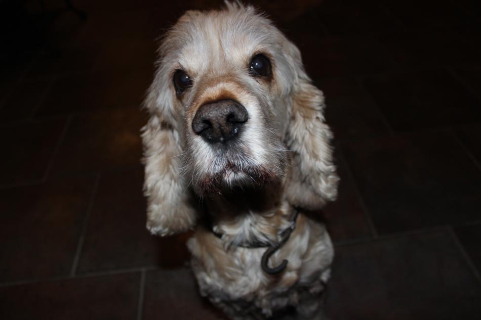 Photo Shoot of Dog at dark