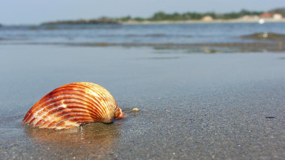 orange little shell on the beach