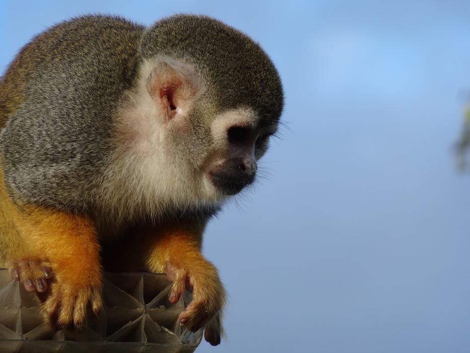 Spider Monkey Zoo