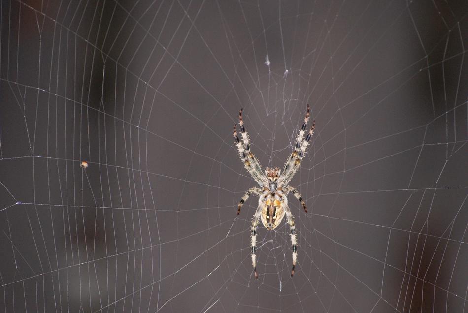 Spider Hotel Cobweb free image download