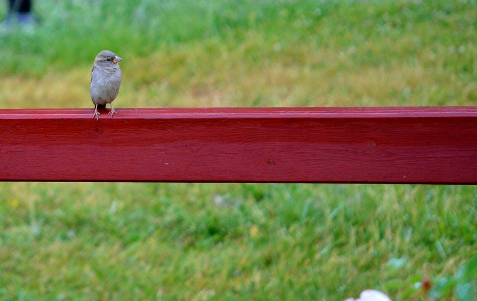 Bird Animal Wild