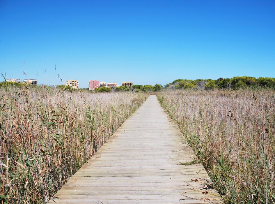 Road Vanishing Point Wood
