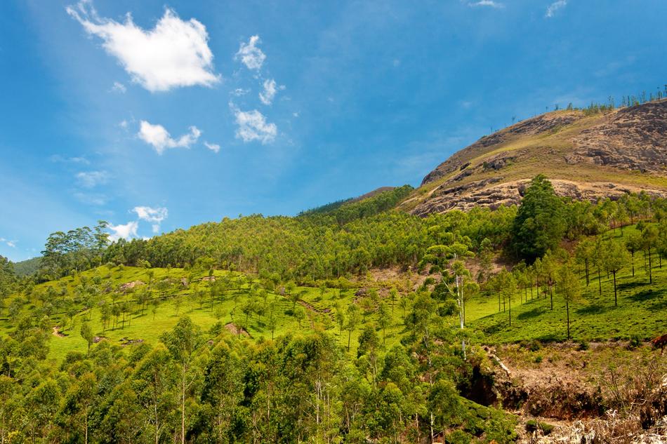 green grasses on the hill