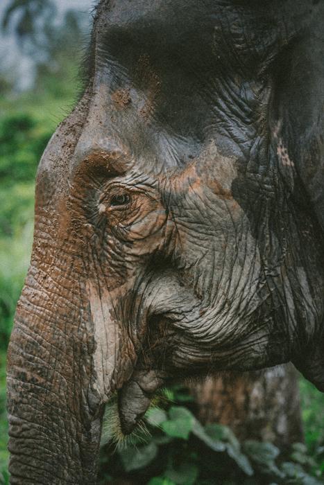 Old Elephant face