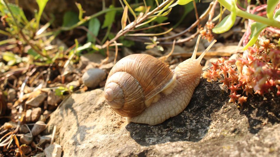 Macro picture of Animal Snail