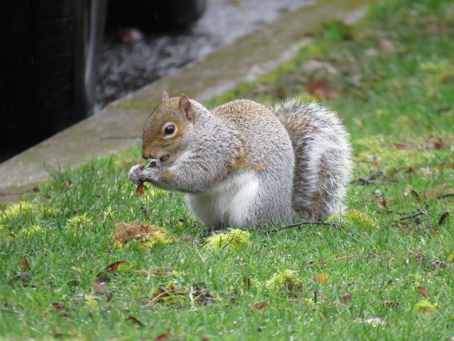 Squirrel Sciuridae Rodent