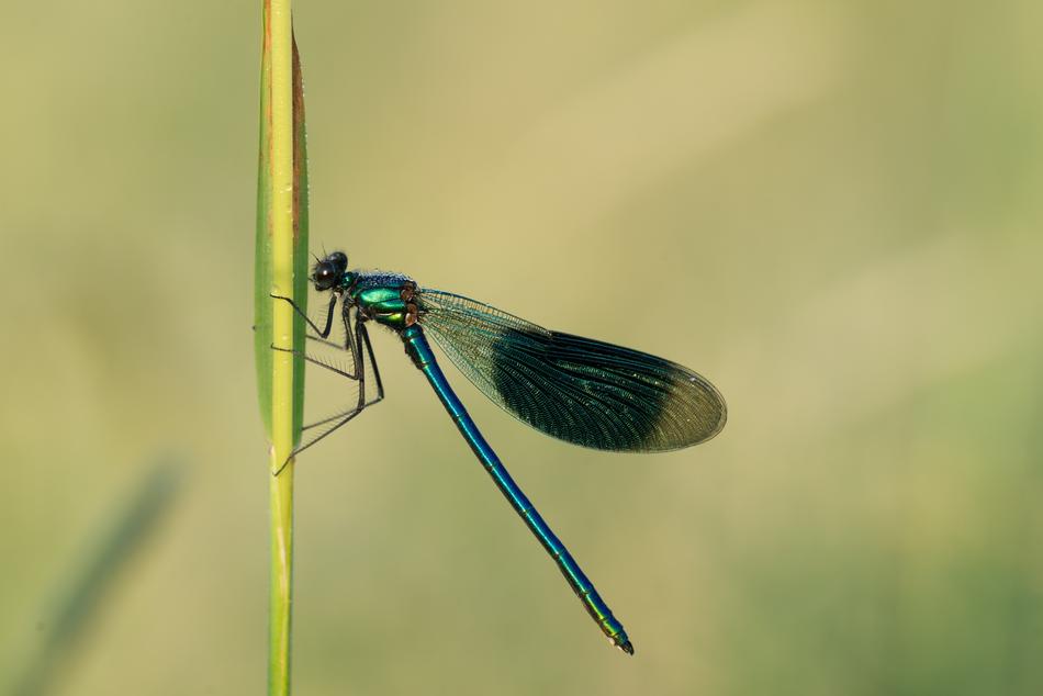 Closeup view of Dragonfly Insect Wing