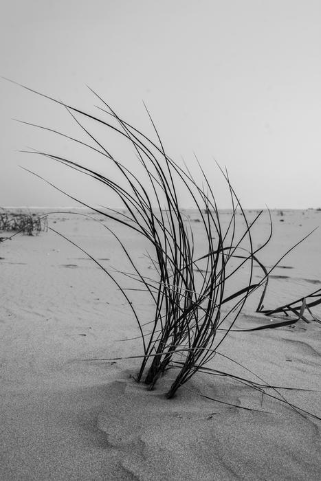 grass blooms on the sand