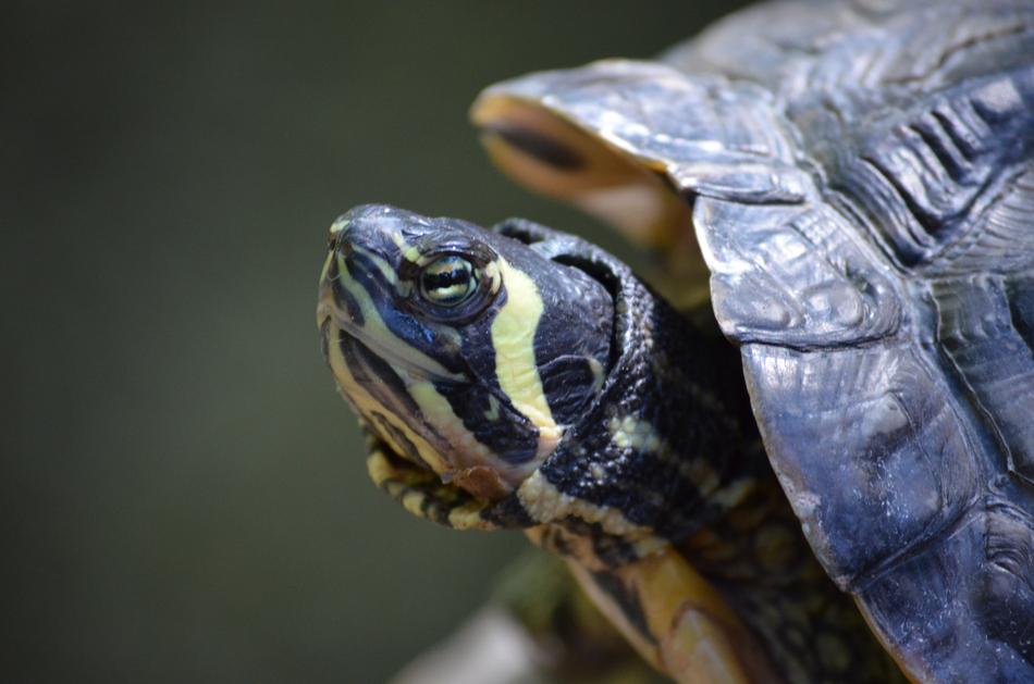 little black turtle