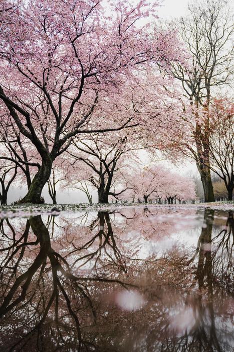 Trees Plant Nature