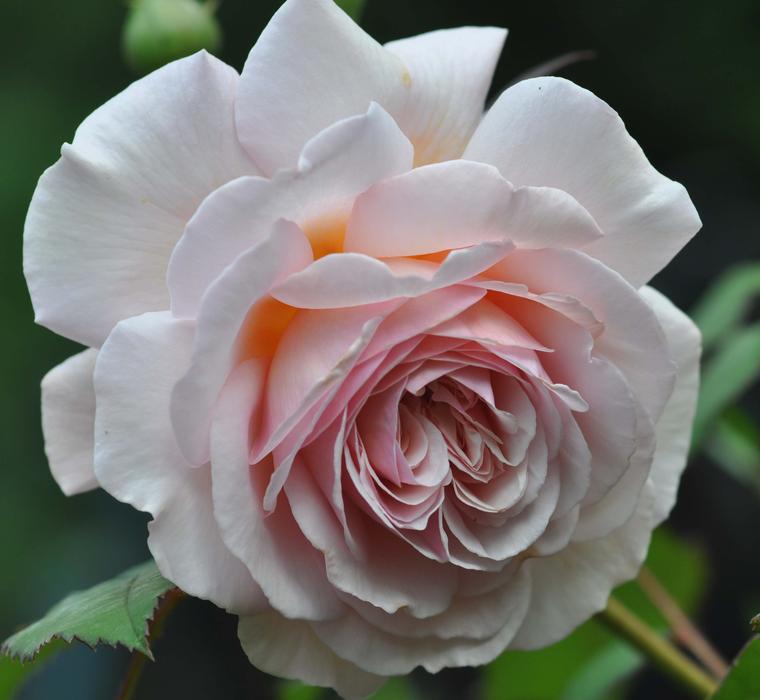 Rose Flower Blossom