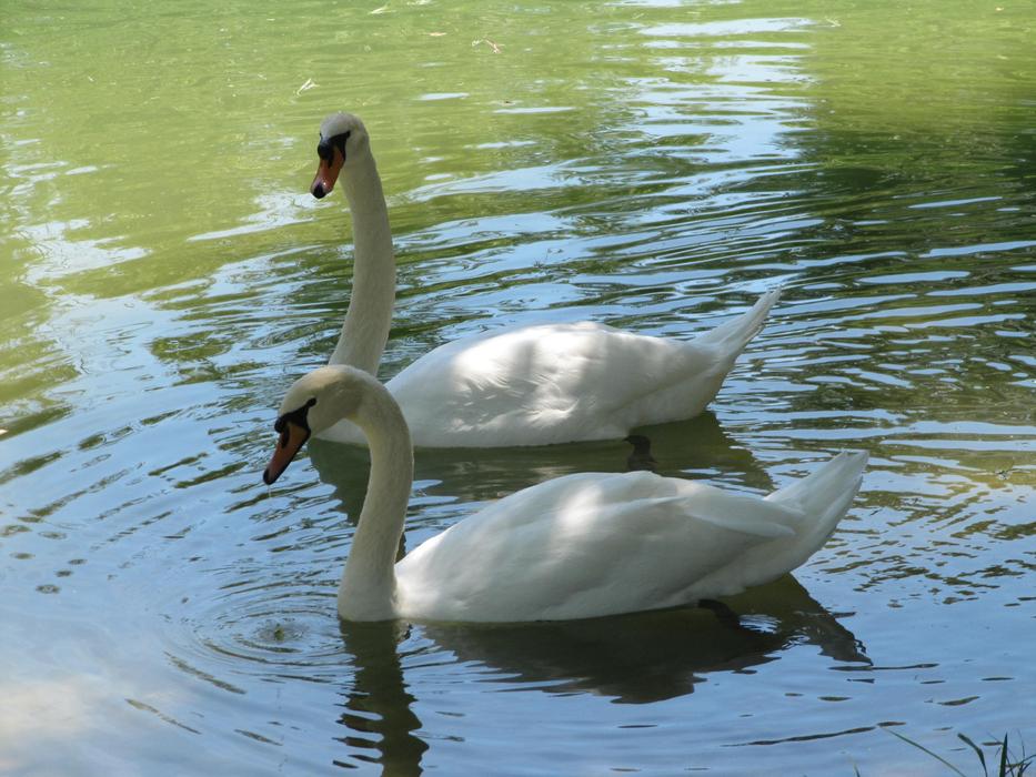 Animals Swans at wildlife