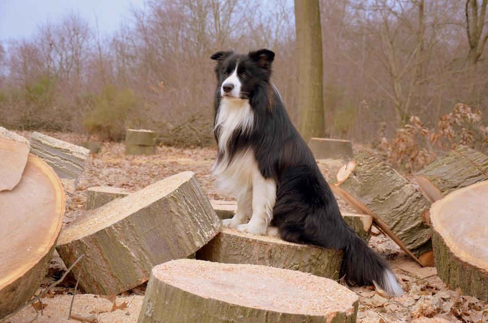 Dog Border Collie or British Sheepdog