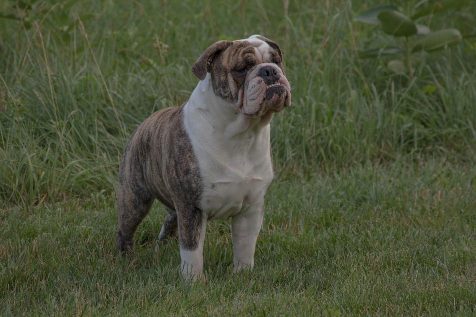Bulldog English Pet